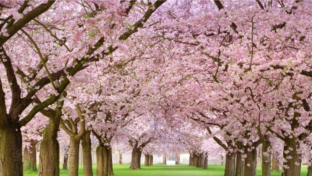 best time to visit Kashmir